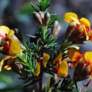 Dillwynia phylicoides at O'Connor, ACT - 1 Oct 2020 09:23 AM