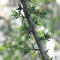 Dillwynia phylicoides at O'Connor, ACT - 1 Oct 2020