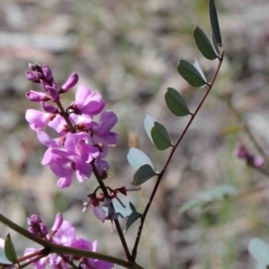 Indigofera australis subsp. australis at O'Connor, ACT - 1 Oct 2020 09:28 AM