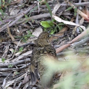 Zoothera lunulata at Paddys River, ACT - 3 Sep 2020