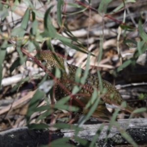 Zoothera lunulata at Paddys River, ACT - 3 Sep 2020 01:45 PM