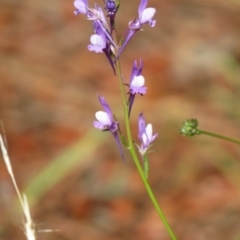 Linaria arvensis (Corn Toadflax) at Denman Prospect, ACT - 30 Sep 2020 by SandraH