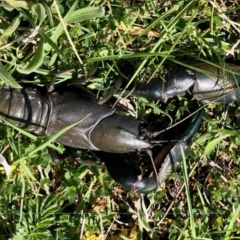 Cherax destructor (Common Yabby) at Holt, ACT - 1 Oct 2020 by KMcCue