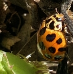 Harmonia conformis (Common Spotted Ladybird) at Hughes, ACT - 1 Oct 2020 by KL