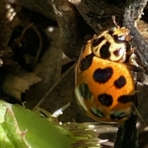 Harmonia conformis at Hughes, ACT - 1 Oct 2020