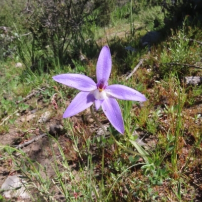 Glossodia major (Wax Lip Orchid) at Tuggeranong Hill - 1 Oct 2020 by Owen