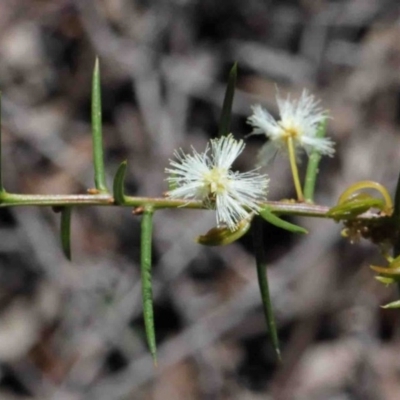 Acacia genistifolia (Early Wattle) at O'Connor, ACT - 1 Oct 2020 by ConBoekel