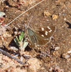 Herimosa albovenata (White-veined Sand-skipper) at Theodore, ACT - 1 Oct 2020 by Owen