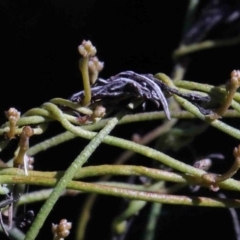 Cassytha sp. (Dodder) at O'Connor, ACT - 30 Sep 2020 by ConBoekel