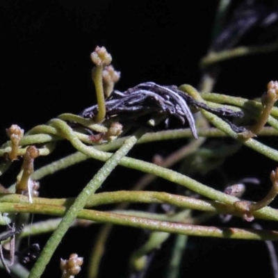Cassytha (genus) (Dodder) at O'Connor, ACT - 1 Oct 2020 by ConBoekel