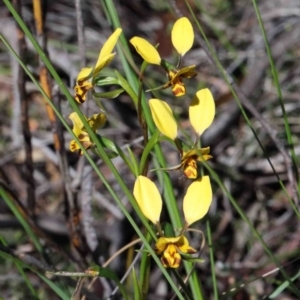 Diuris nigromontana at O'Connor, ACT - 1 Oct 2020