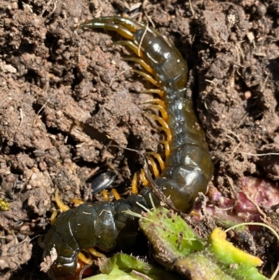 Scolopendromorpha (order) (A centipede) at Deakin, ACT - 1 Oct 2020 by KL