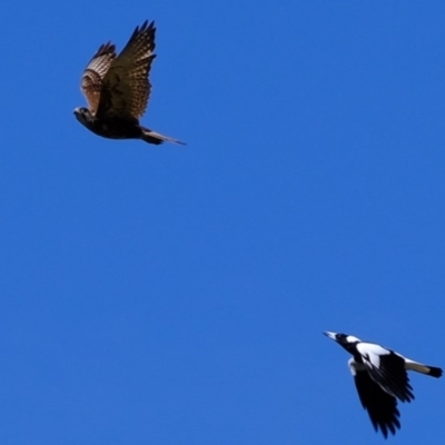 Falco berigora (Brown Falcon) at Holt, ACT - 1 Oct 2020 by Kurt