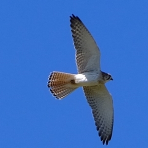 Falco cenchroides at Holt, ACT - 1 Oct 2020