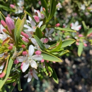 Philotheca myoporoides at Hughes, ACT - 1 Oct 2020