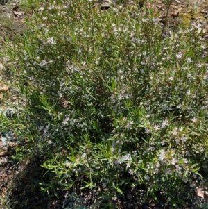 Philotheca myoporoides at Hughes, ACT - 1 Oct 2020