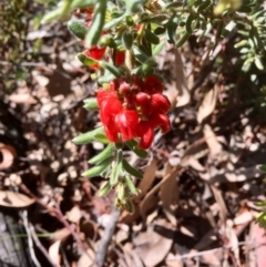 Grevillea alpina (Mountain Grevillea / Cat's Claws Grevillea) at Gossan Hill - 30 Sep 2020 by goyenjudy