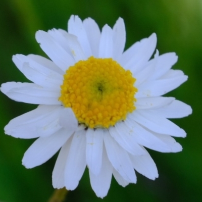 Rhodanthe anthemoides (Chamomile Sunray) at Lower Molonglo - 1 Oct 2020 by Kurt