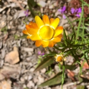 Xerochrysum viscosum at Bruce, ACT - 30 Sep 2020