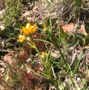 Xerochrysum viscosum at Bruce, ACT - 30 Sep 2020