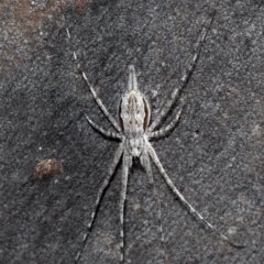 Tamopsis sp. (genus) (Two-tailed spider) at ANBG - 1 Oct 2020 by Roger