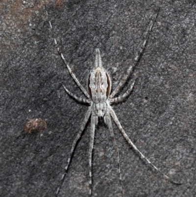 Tamopsis sp. (genus) (Two-tailed spider) at ANBG - 1 Oct 2020 by Roger