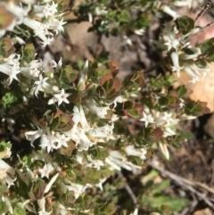 Brachyloma daphnoides (Daphne Heath) at Bruce, ACT - 30 Sep 2020 by goyenjudy