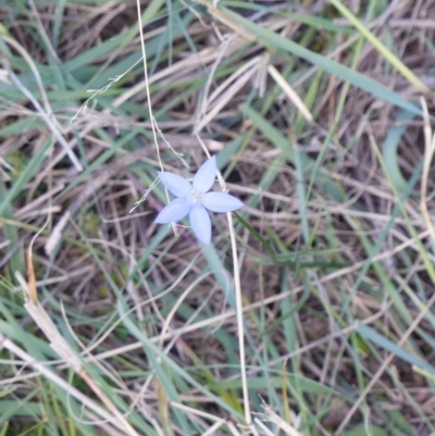 Wahlenbergia sp. (Bluebell) at Black Range, NSW - 1 Oct 2020 by MatthewHiggins