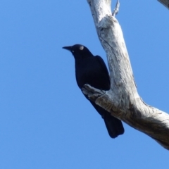 Corvus mellori (Little Raven) at Black Range, NSW - 1 Oct 2020 by MatthewHiggins