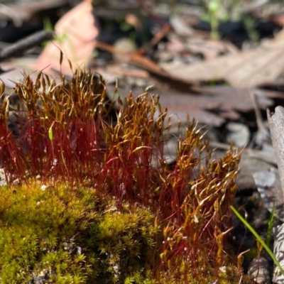 Ditrichaceae at Farrer Ridge - 30 Sep 2020 by Shazw