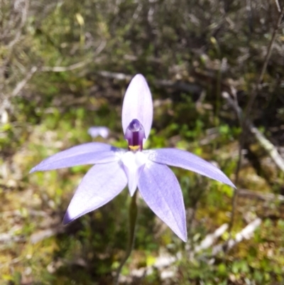 Glossodia major (Wax Lip Orchid) at Googong Foreshore - 1 Oct 2020 by samreid007