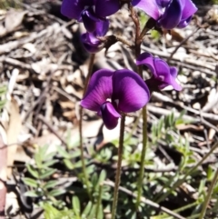 Swainsona sericea (Silky Swainson-Pea) at Googong Foreshore - 1 Oct 2020 by samreid007