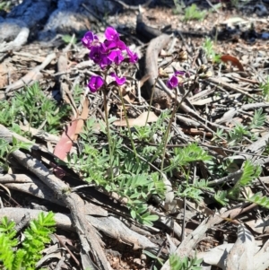 Swainsona sericea at Googong, NSW - 1 Oct 2020