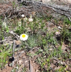 Leucochrysum albicans subsp. tricolor (Hoary Sunray) at Googong Foreshore - 1 Oct 2020 by samreid007