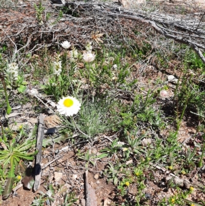 Leucochrysum albicans subsp. tricolor (Hoary Sunray) at Googong Water Pumping Station - 1 Oct 2020 by samreid007