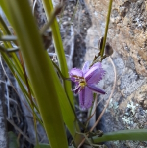 Thysanotus patersonii at Googong Water Pumping Station - 1 Oct 2020 11:59 AM