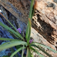 Thysanotus patersonii at Googong Water Pumping Station - 1 Oct 2020 11:59 AM