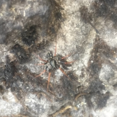 Habronestes sp. (genus) (An ant-eating spider) at Yerriyong, NSW - 1 Oct 2020 by Megan123