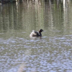 Tachybaptus novaehollandiae (Australasian Grebe) at Holt, ACT - 1 Oct 2020 by Alison Milton