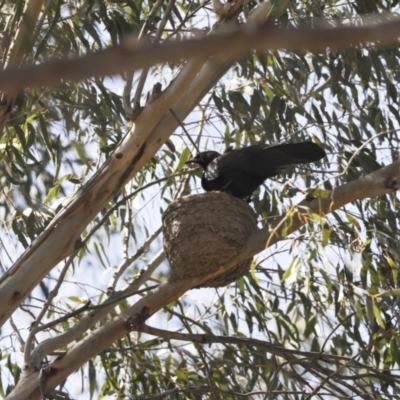 Corcorax melanorhamphos (White-winged Chough) at Holt, ACT - 1 Oct 2020 by AlisonMilton