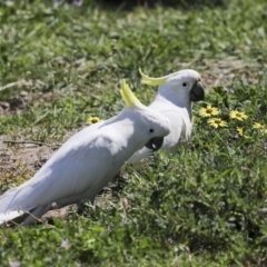 Cacatua galerita at Holt, ACT - 1 Oct 2020