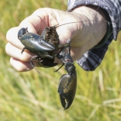 Cherax destructor (Common Yabby) at Aranda Bushland - 1 Oct 2020 by AlisonMilton