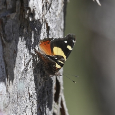Vanessa itea (Yellow Admiral) at Holt, ACT - 1 Oct 2020 by AlisonMilton