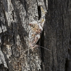 Vanessa itea at Holt, ACT - 1 Oct 2020 12:57 PM