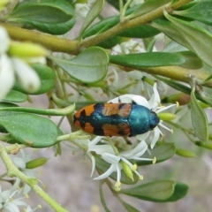 Castiarina scalaris (Scalaris jewel beetle) at Tuggeranong DC, ACT - 26 Dec 2017 by owenh