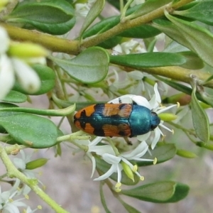 Castiarina scalaris at Tuggeranong DC, ACT - 26 Dec 2017