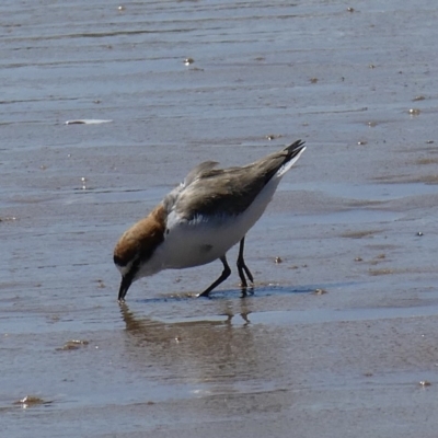 Anarhynchus ruficapillus (Red-capped Plover) at Tathra, NSW - 1 Oct 2020 by StephH