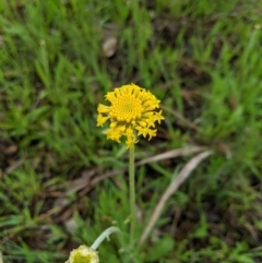 Ammobium craspedioides at Bookham, NSW - 26 Sep 2020