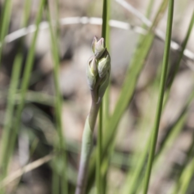 Thelymitra sp. (A Sun Orchid) at Point 4598 - 1 Oct 2020 by AlisonMilton