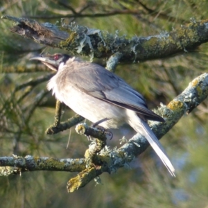 Philemon corniculatus at Bega, NSW - 1 Oct 2020 06:27 PM
